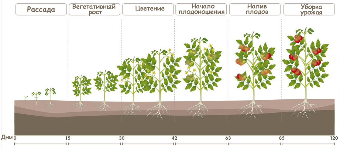 Андромеда томат схема посадки