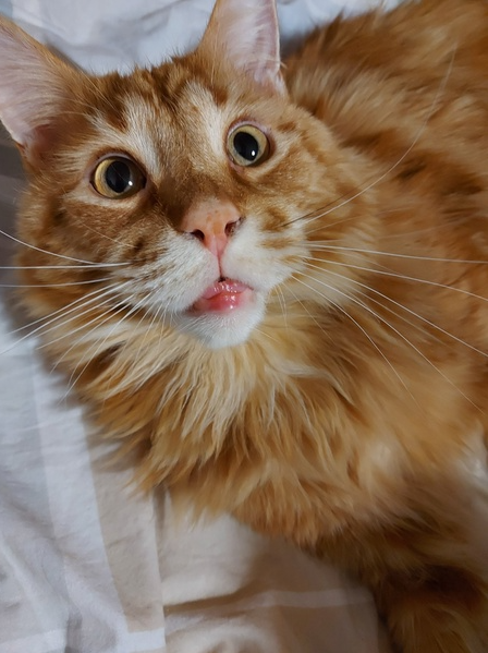 яндекс фото