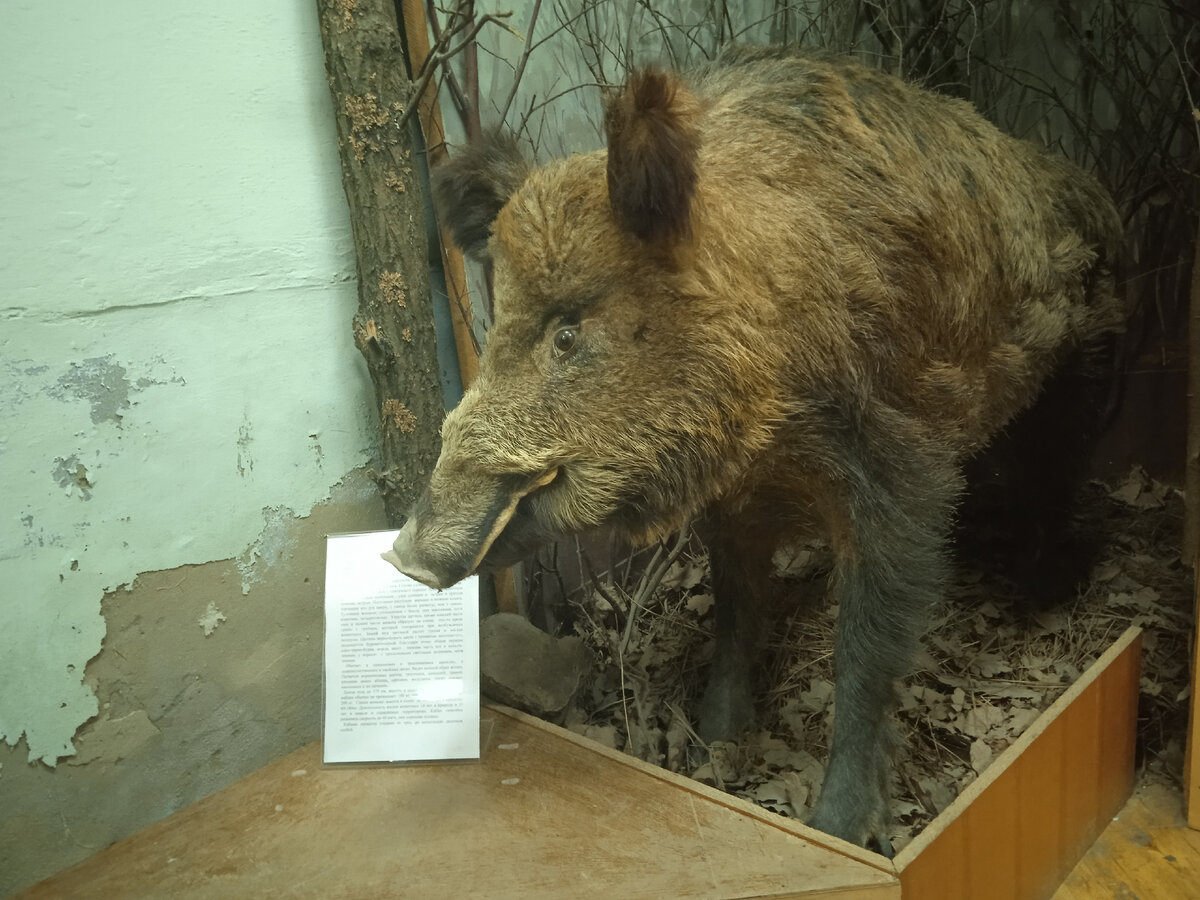 Кабан. Фото автора.