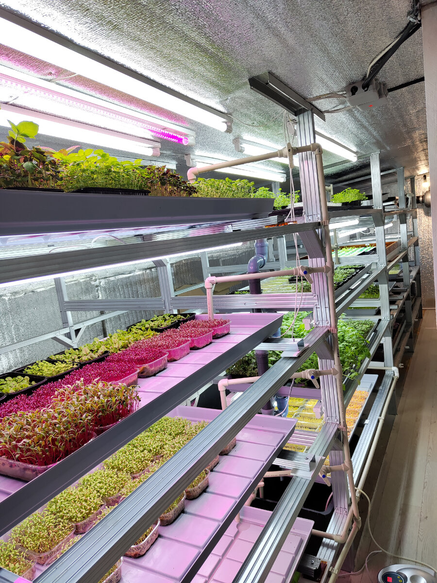 заработок на микрозелени