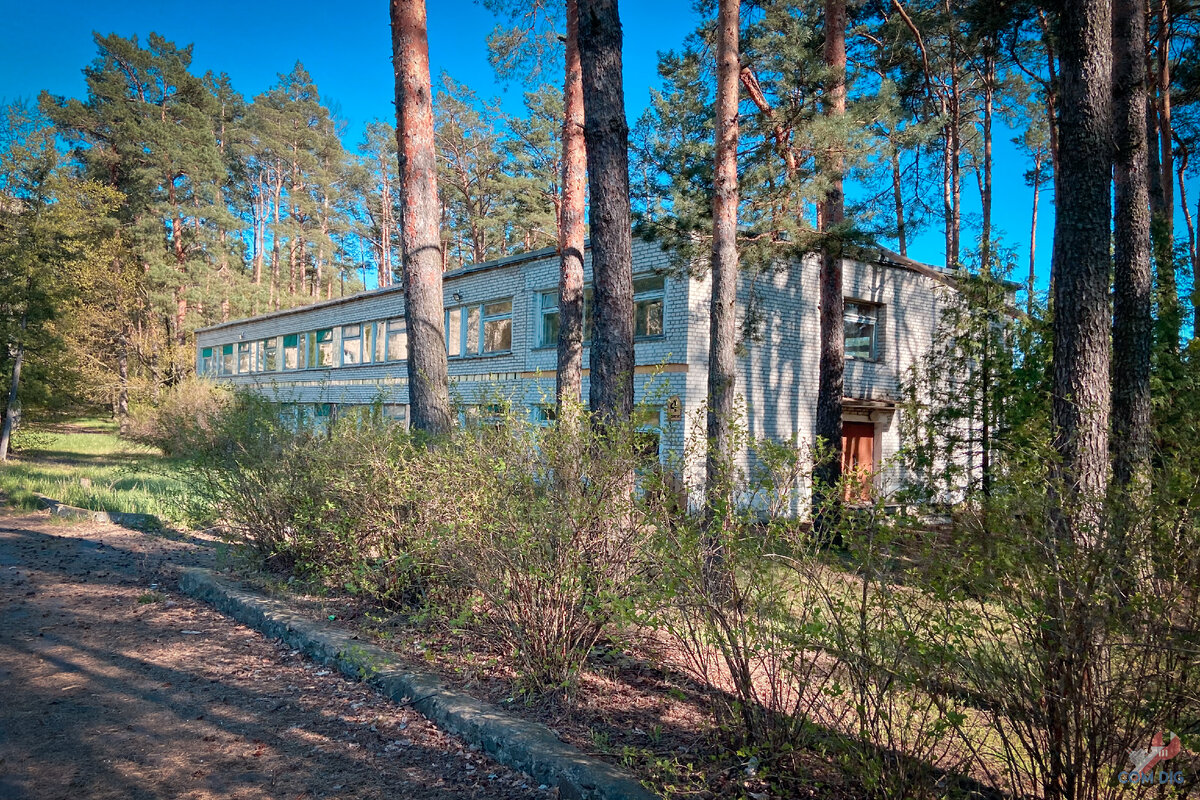 задрожала осиновая роща. осиновая роща лес. тополь осинообразный пандо. задрожала осиновая роща. диктант солнце выглянуло в последний.