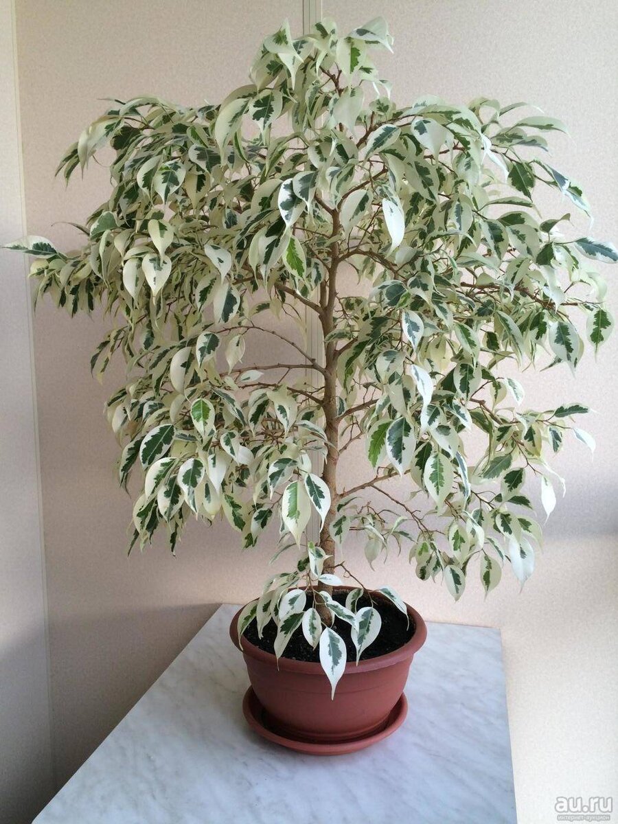 Фикус Бенджамина