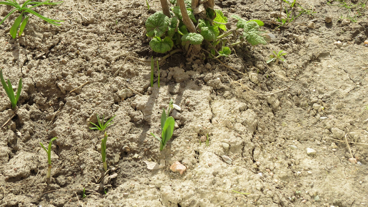 11.04.2023. Загадка природы.