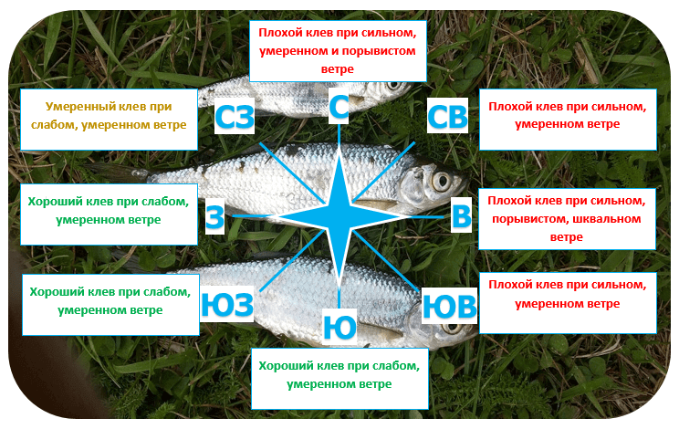Фото с сайта: https://klev26.ru