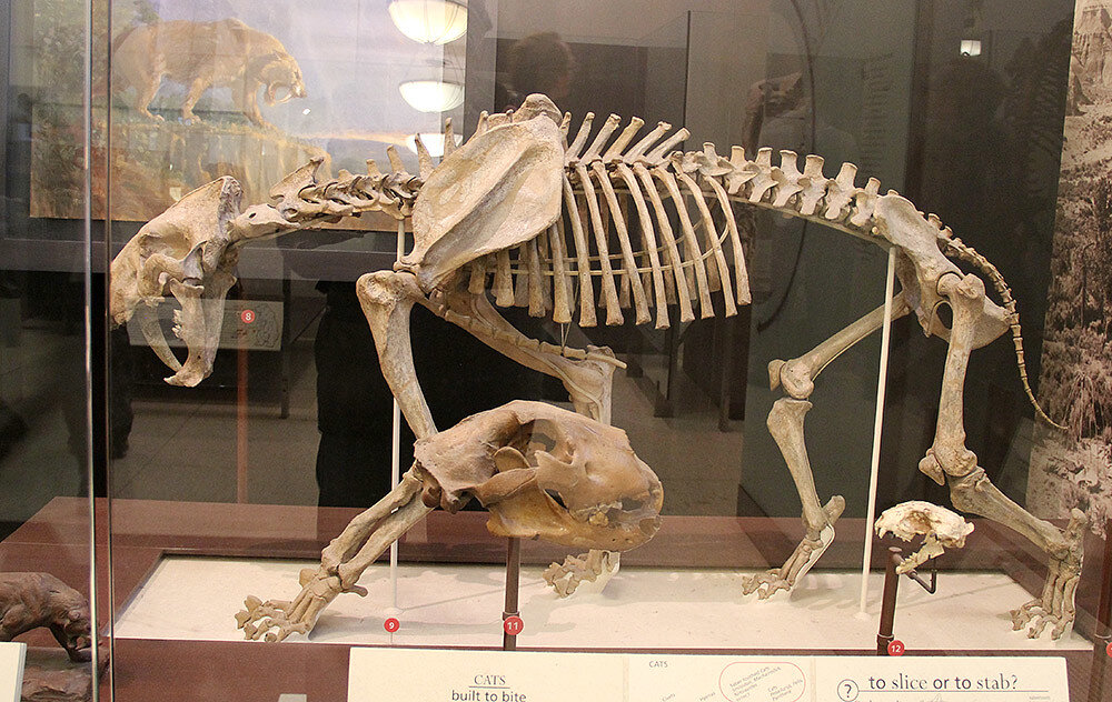 Суелет пещерного льва