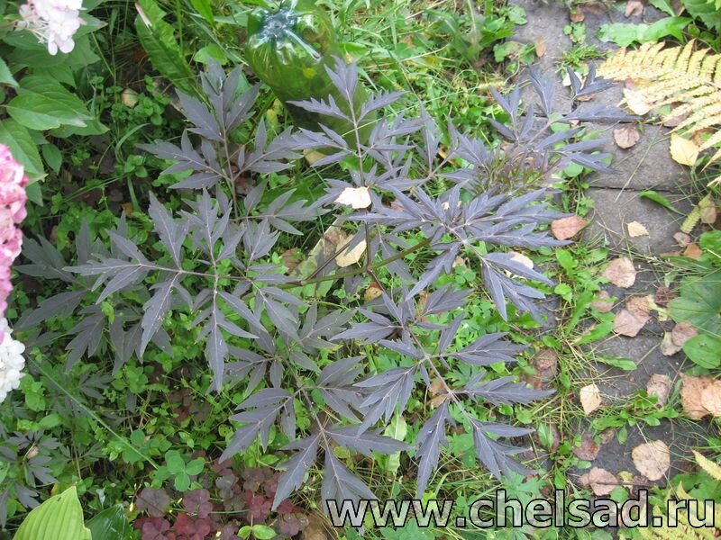 Бузина черная Black Beauty - фото из моего сада, на фото логотип моего сайта: http://chelsad.ru/index.php/dekorativnye-kustarniki/310-buzina