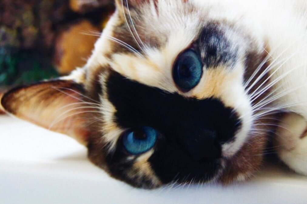 Чем хороши кошки-химеры. Источник фото: koshkiwiki.ru.