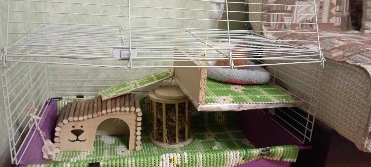 Это Клавин дом. Скромный, один этаж с мансардой. В мансарде Клавина опочивальня, там она отдыхает. На первом этаже столовая-гостиная, домик для уединения(уже еле-еле в него помещается) и туалетный угол. Клавдея барышня приличная, не гадит где попало))) Вот так и живём))) Фото автора. Текст под фото тоже авторский.