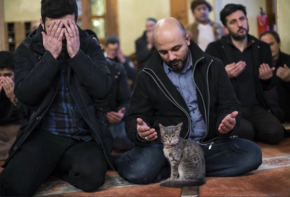 Турецкий город прославившийся кошками. Кошка пророка Мухаммеда Муизза. Коты в мечети. Стамбул кот мечеть. Кошки в мечети Турции.