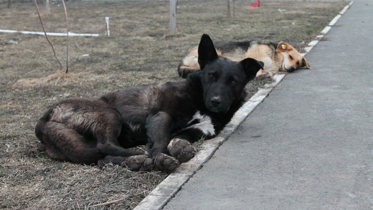 Круглый стол по проблемам бездомных животных