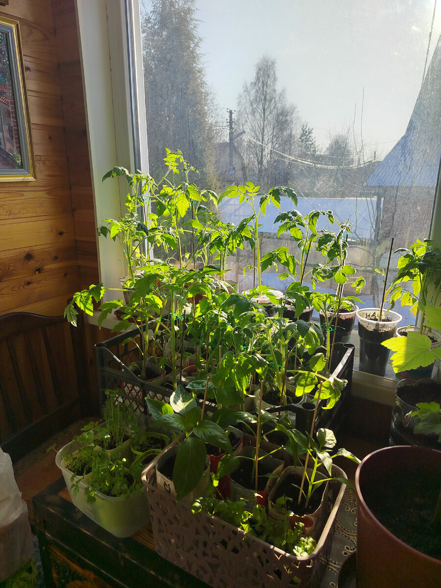 Везде заросли 