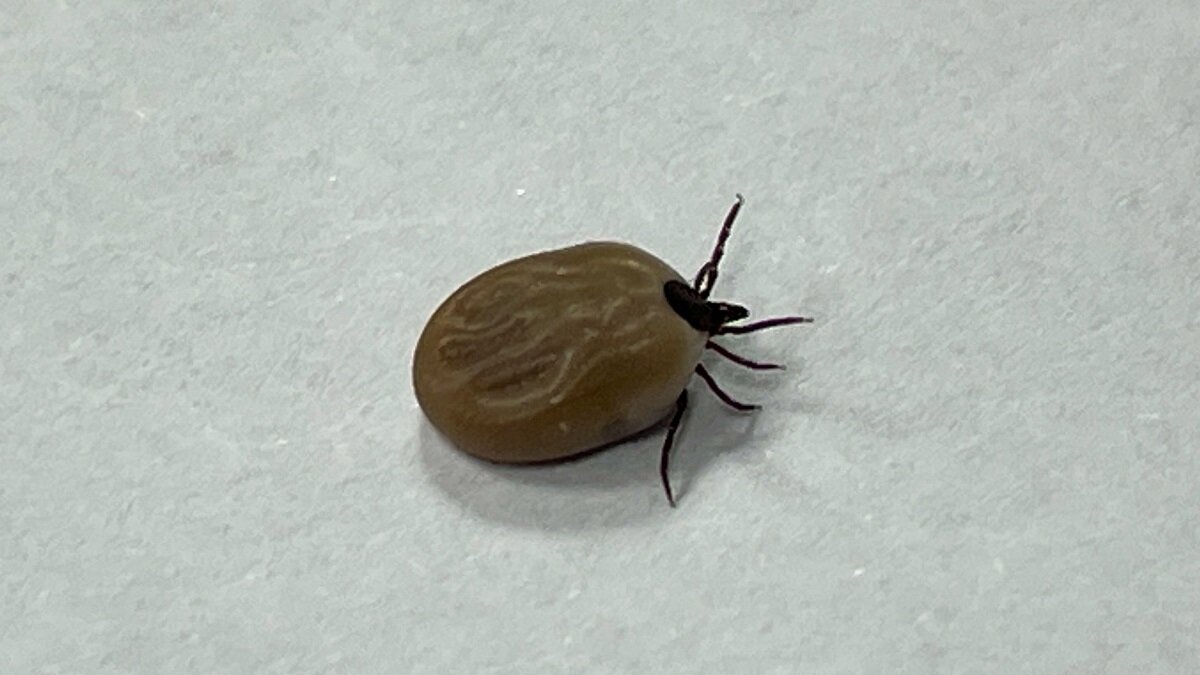    Какие виды клещей наиболее опасны