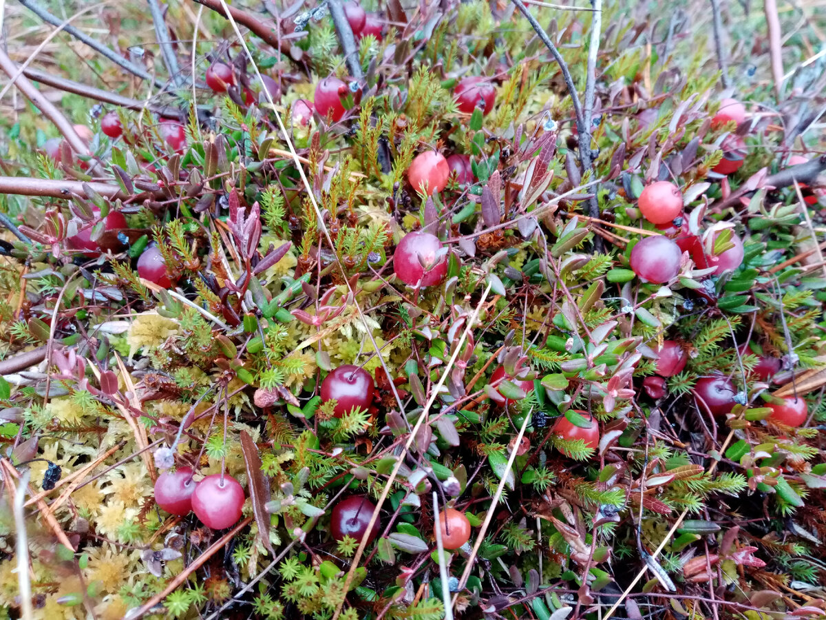 Клюква на болоте, фото автора