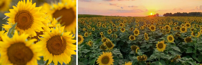 Подсолнечник в саду: красота и польза