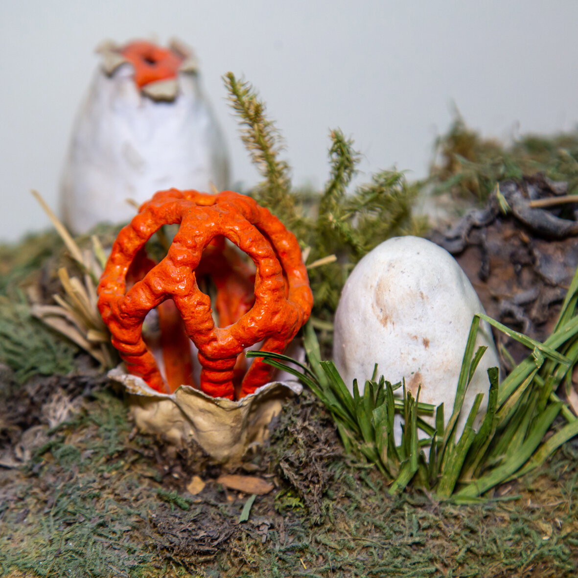 Решеточник красный, в России известно всего 10 местообитаний этого гриба