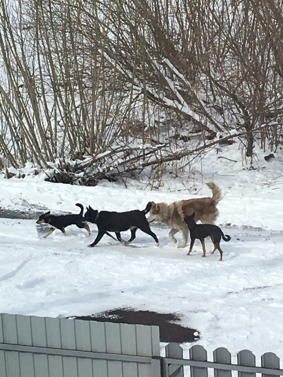 Фото автора.