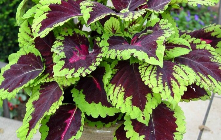 Колеус будет смотреться пышнее, если его прищипывать