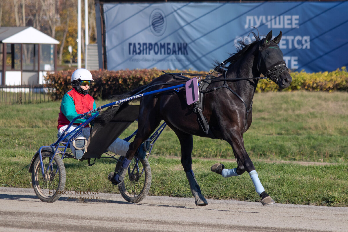 Позолота под управлением наездника 3 категории А.А. Телепиной