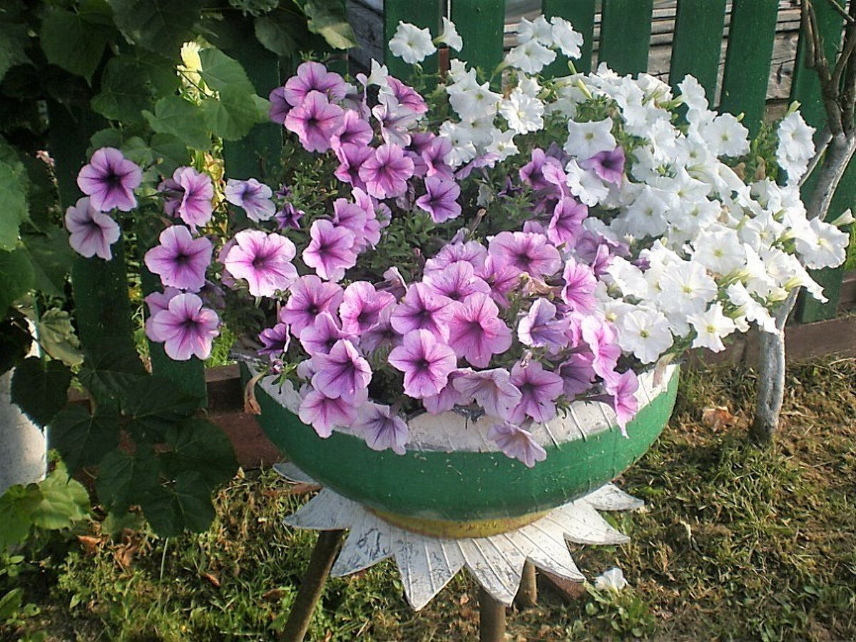 Петуния Грандифлора