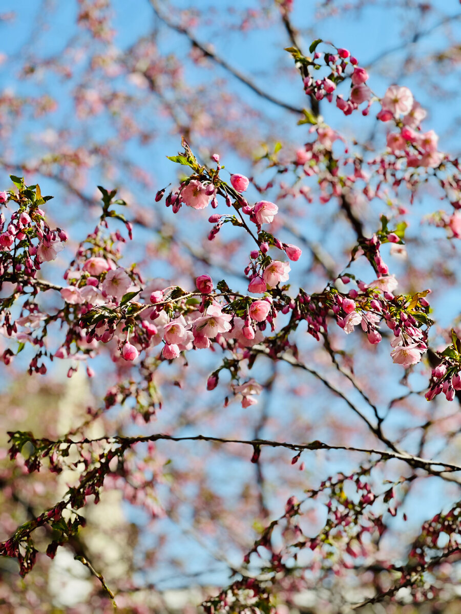 Сакура на Литейном 2023 год