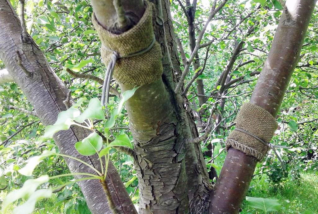ловчий пояс от муравьев для деревьев. плодовый пояс. ловчий пояс для тли. ловушки от муравьев на плодовых деревьях ловчий пояс. ловчие пояса на деревьях от вредителей.