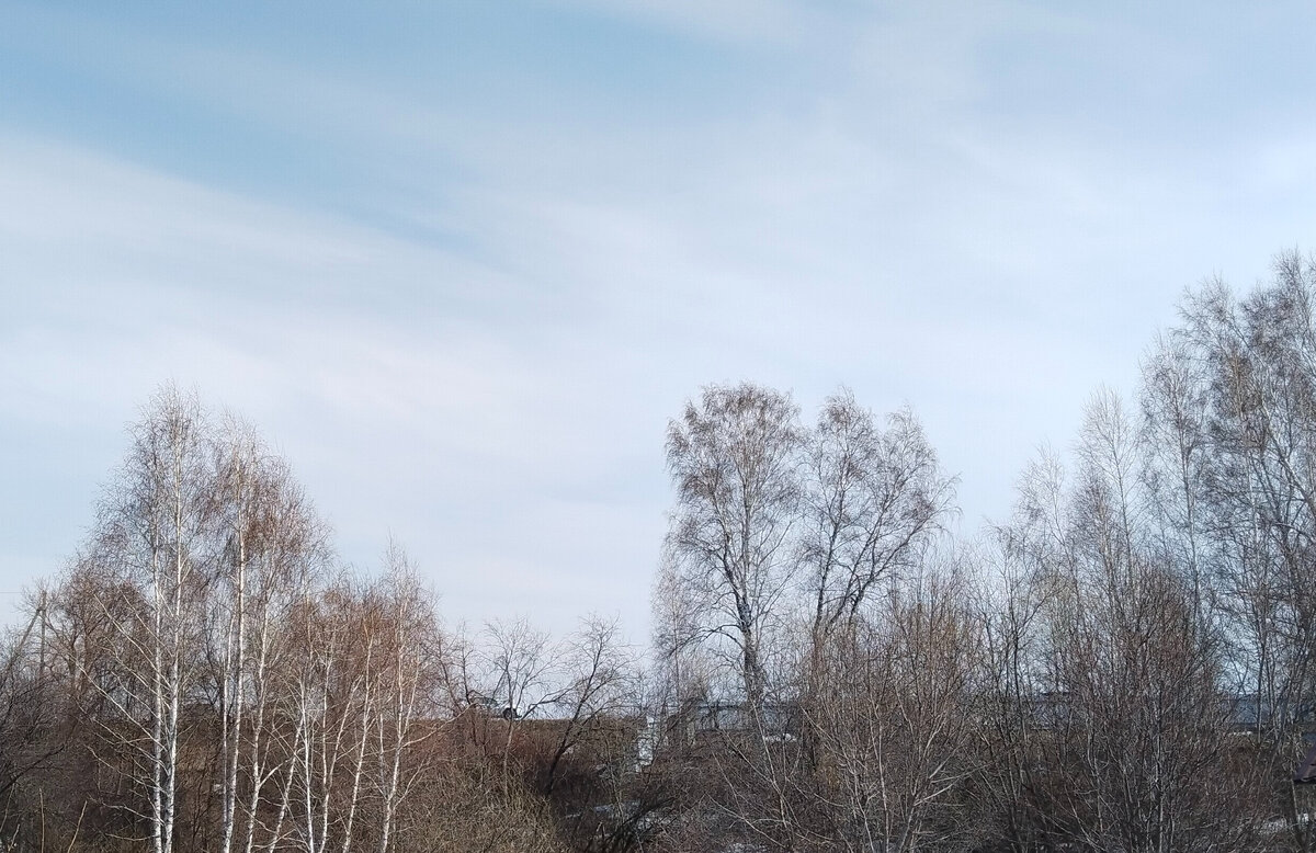 Небо и березки, только и всего...