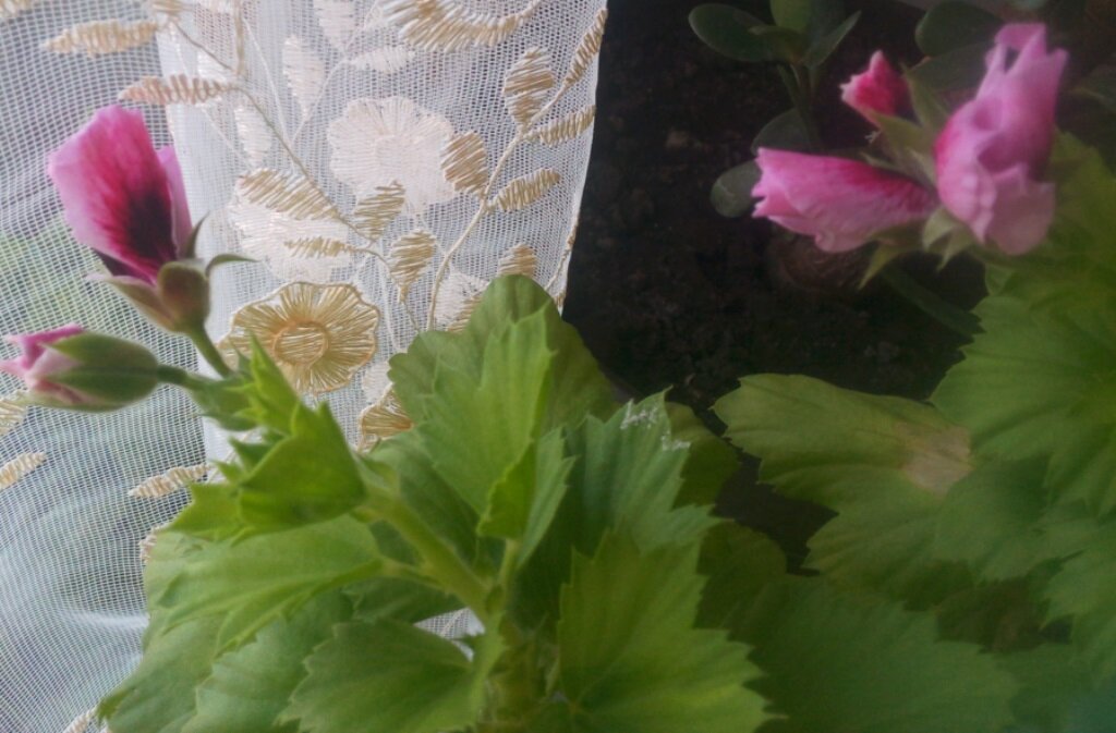 Пеларгония знакомых