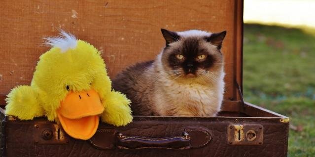    Обязательно возьмите в поездку несколько игрушек для вашего питомца.Pixabay