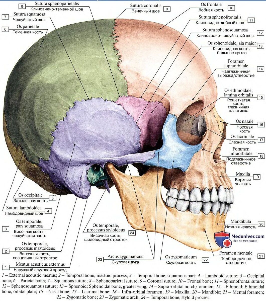 швы черепа анатомия картинки