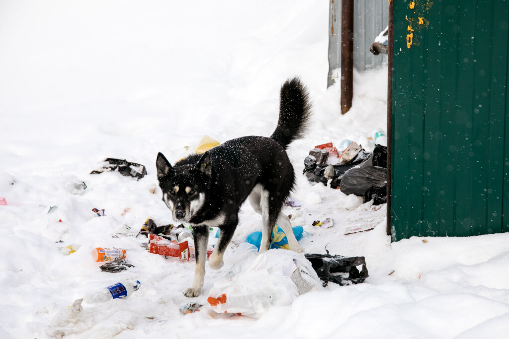   Мэрия Нефтеюганска заплатит пенсионерке 200 тысяч рублей за нападение бездомной собаки