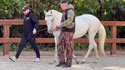 Два жеребца терской породы, судьи выбирают победителя ринга