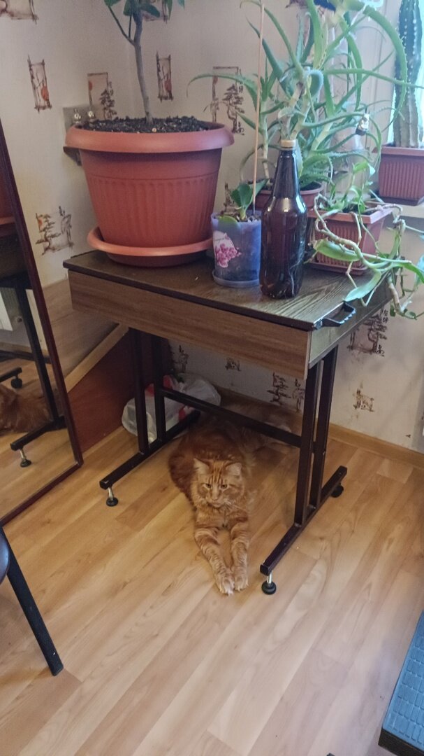 У меня живет как раз представитель породы  мейн-кун -личное фото