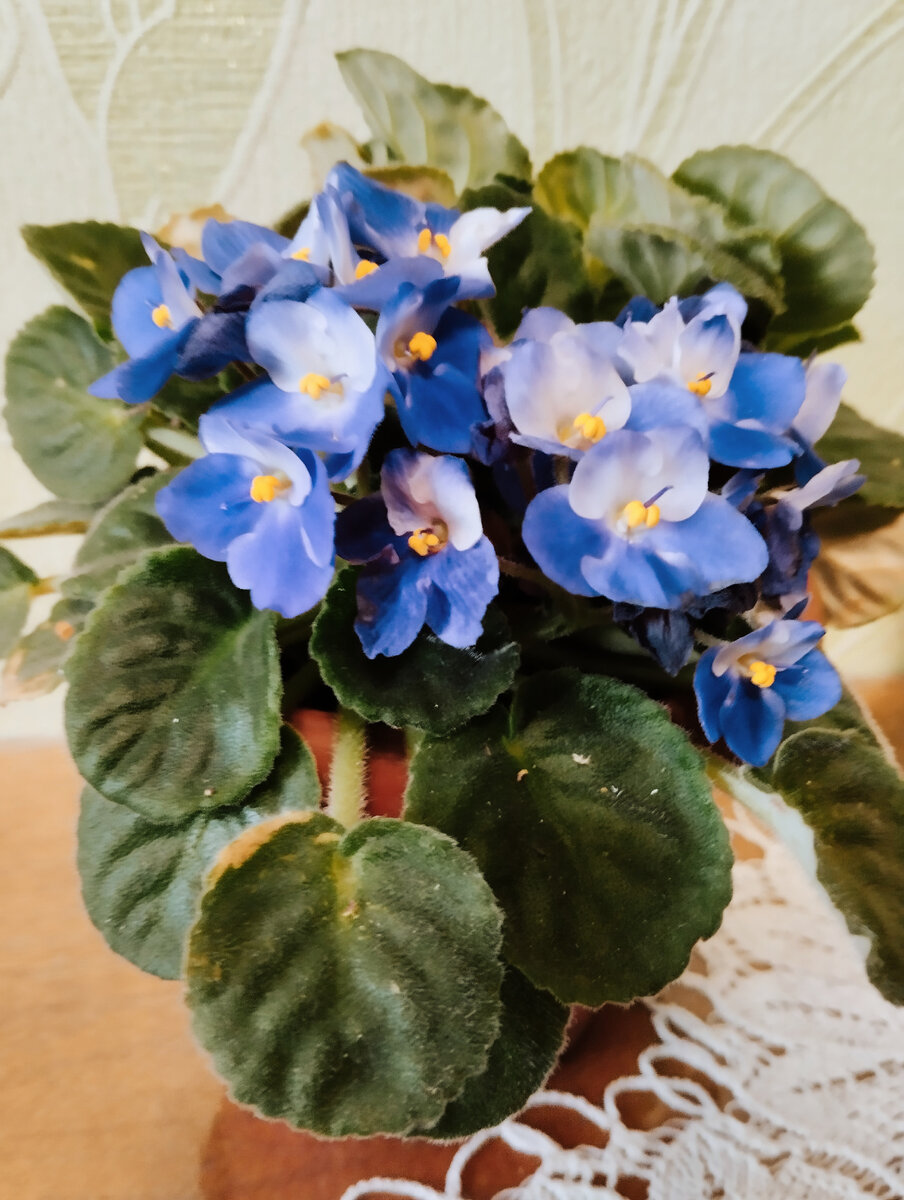 А в этом горшочке сразу две розетки,пора рассаживать, иначе цветки так и останутся мелкими! Фото автора. 