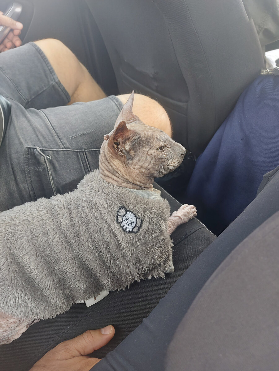 Вейс в машине, смирный, добрый.