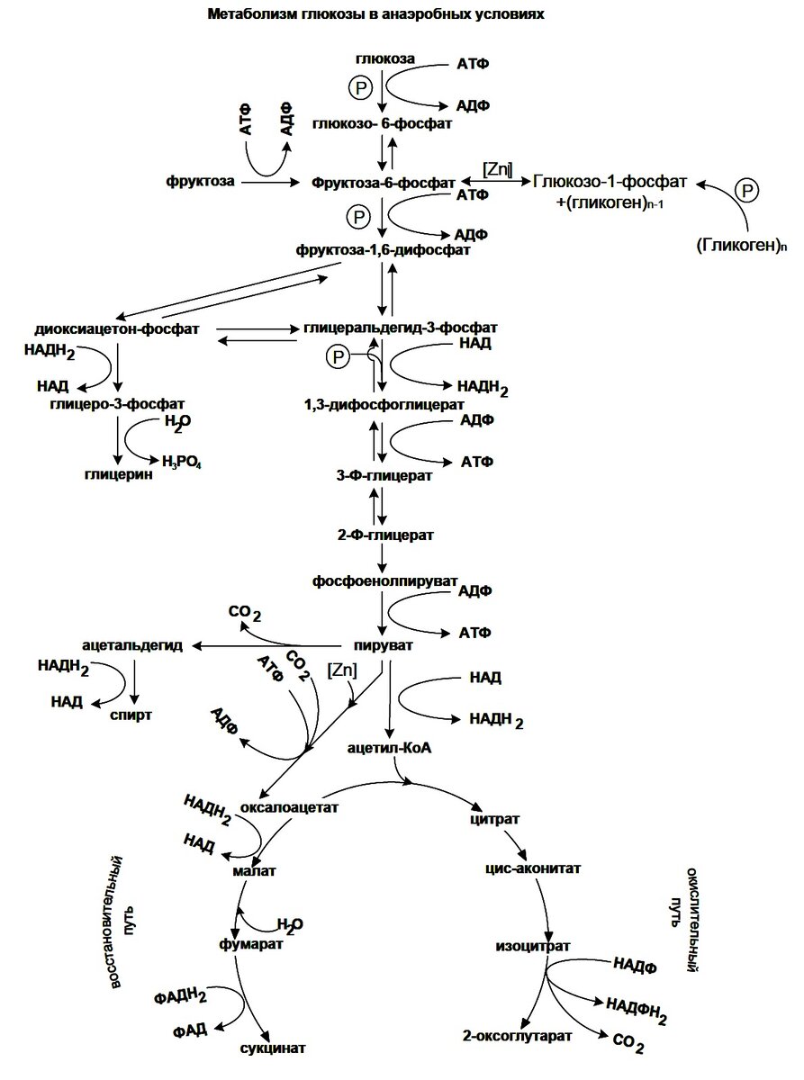 Все о дрожжах «Saccharomyces cerevisiae»