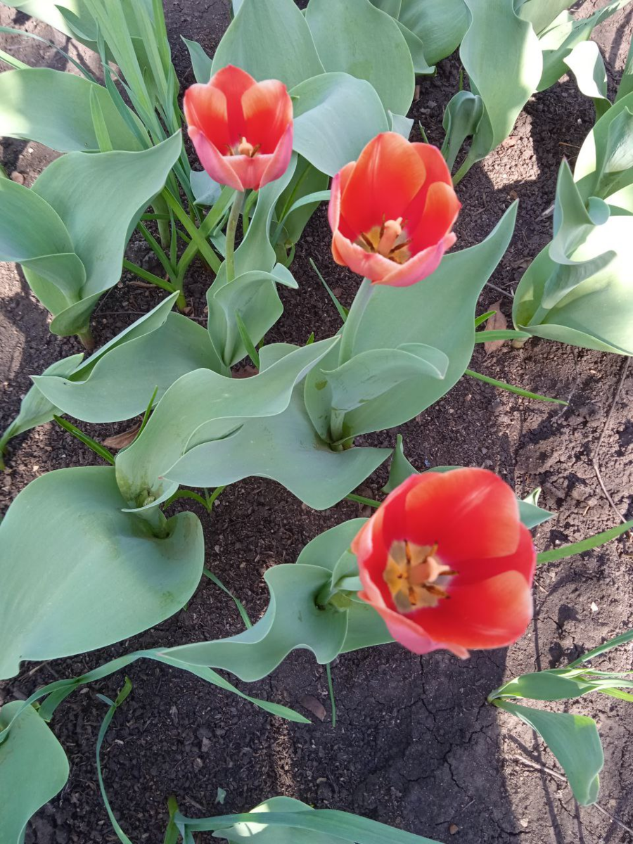 В моём саду цветут тюльпаны