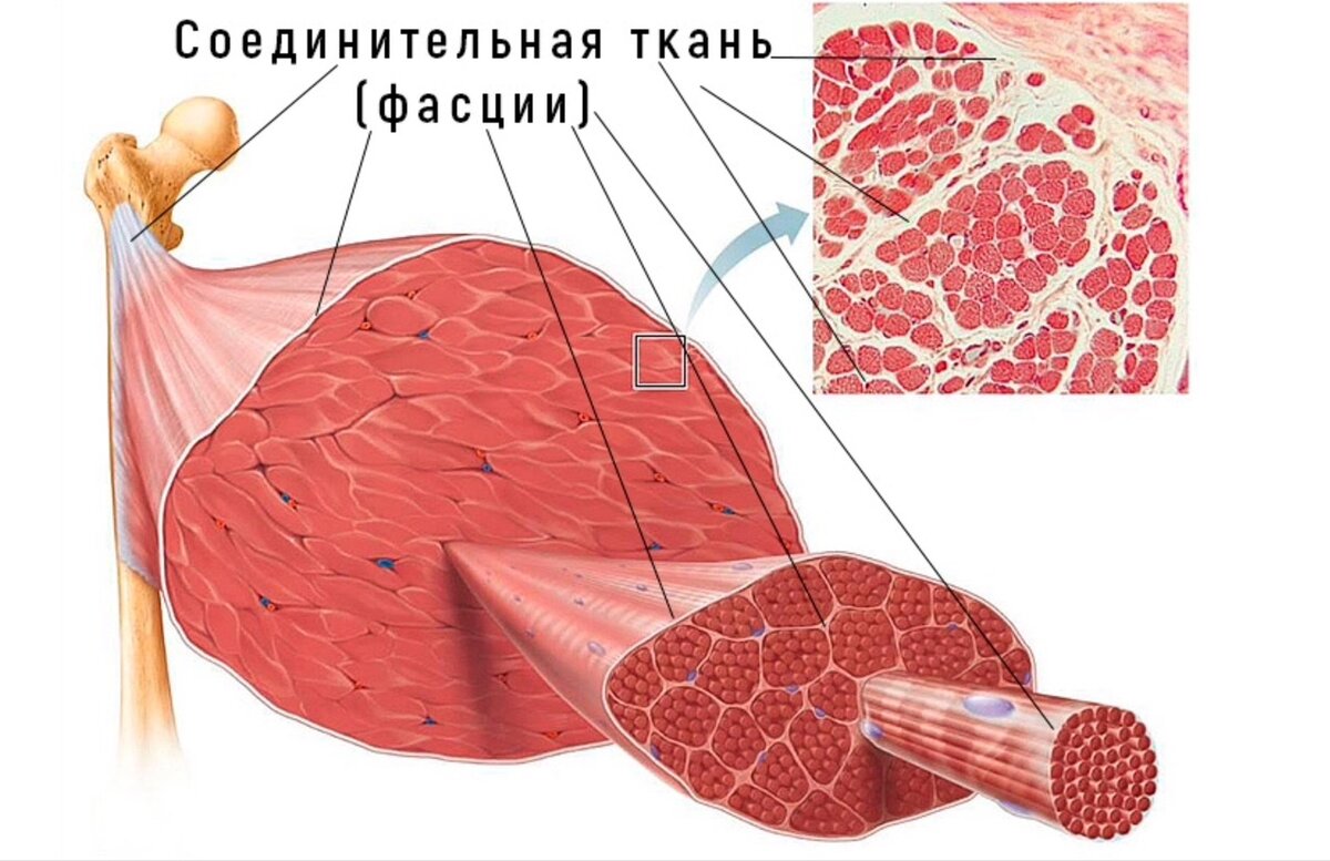 Женская грудь: как поддержать её упругость. | Фейспластика и остеопатия |  Дзен