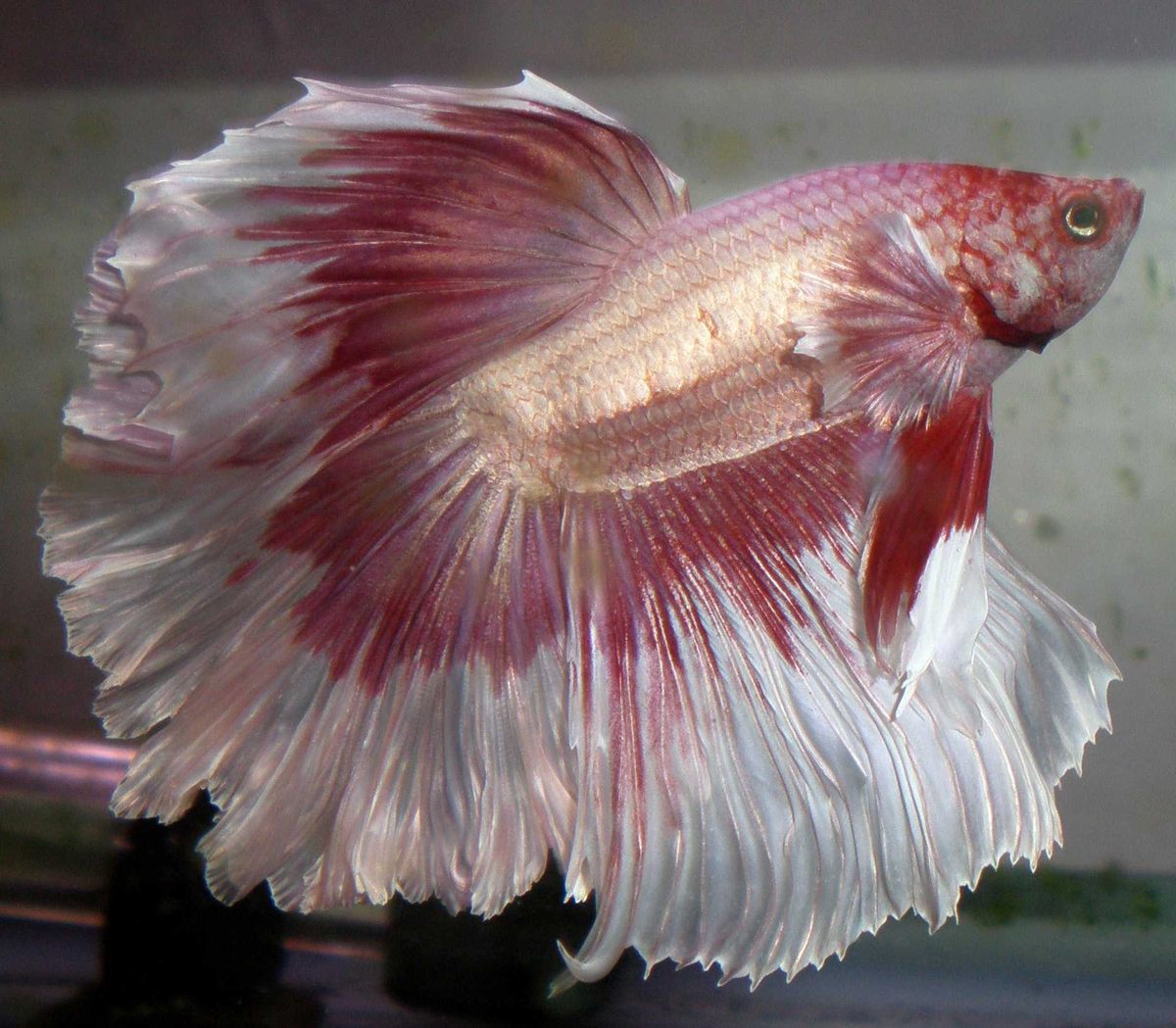 Рыбка петушок Betta splendens