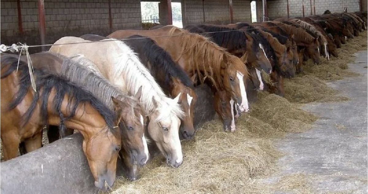 Новоталиннская порода лошадей. Конь в загоне. Лошади стерлитамак. Предприятие по разведению лошадей. Костанайская лошадь завод.