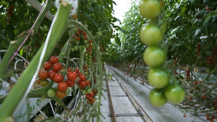 Фото: телеграм-канал "Пулемет Дегтярева". Тепличный комплекс работает отлично 