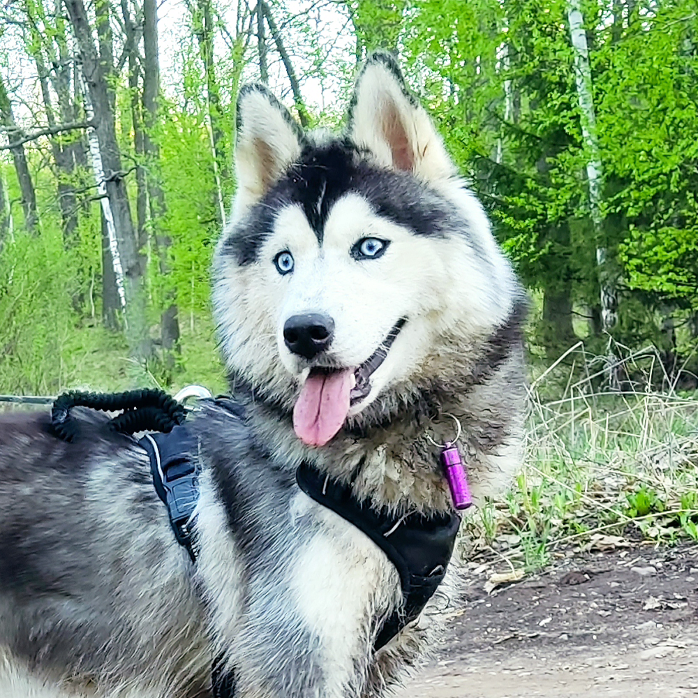 Хаски по имени Мани