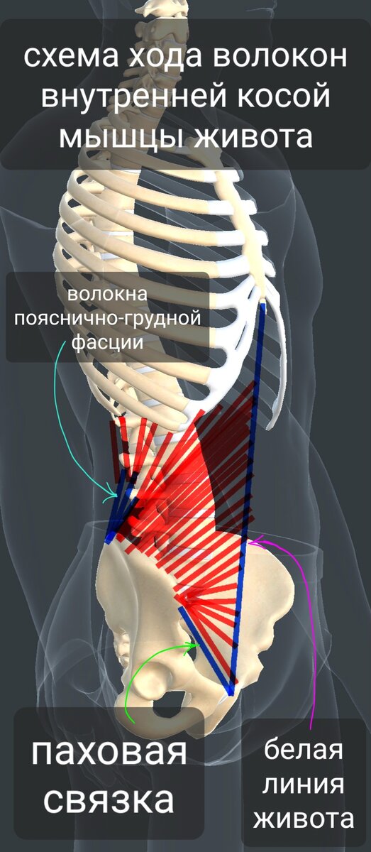 Влагалище прямой мышцы живота - Доказательная медицина для всех