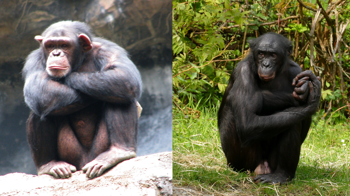 Карликовый шимпанзе 6. Шимпанзе бонобо. Шимпанзе бонобо самец. Питомник шимпанзе бонобо. Шимпанзе бонобо особенности.