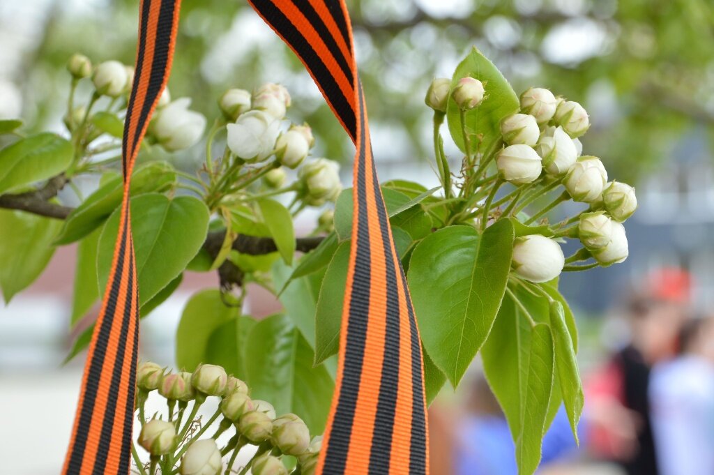 В Твери пассажирам синих автобусов раздадут тысячу георгиевских лент