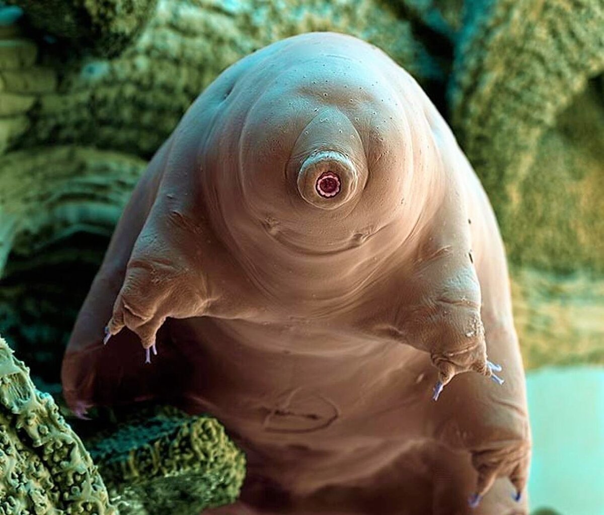 Тихоходка (Tardigrada)