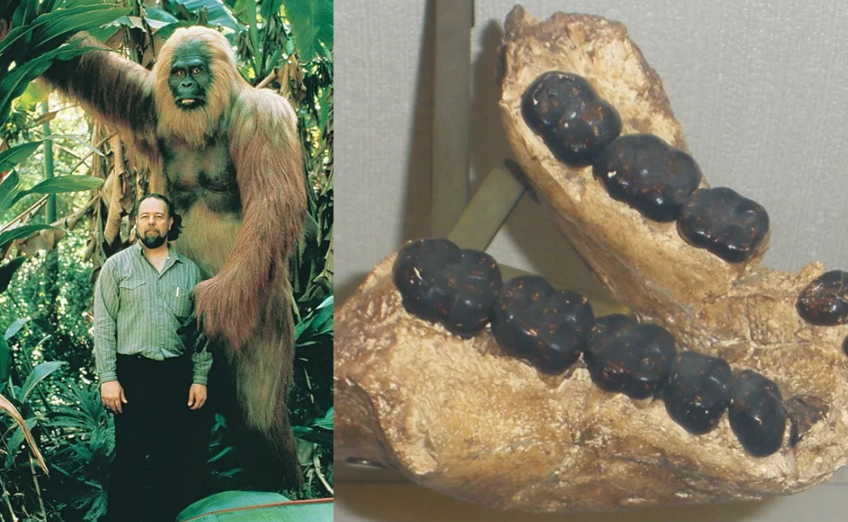 Вымершие обезьяны. Гигантопитек Gigantopithecus. Вымершая обезьяна Гигантопитек. Гигантопитек Блэка (Gigantopithecus blacki). Гигантопитеки вымершие приматы.