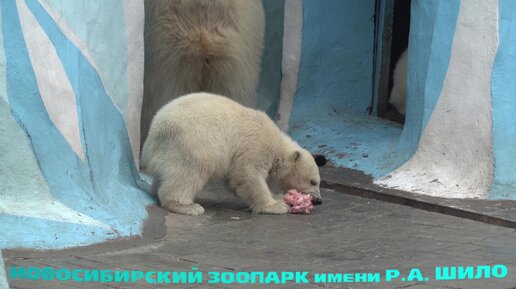 Медвежонок свой обед не отдаст никому, даже маме. 09.05.2023