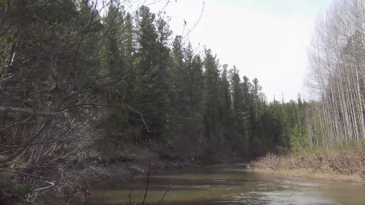Кедрач роща деревьев кедр в Девственной тайге - (смотрите на видео внизу статьи)