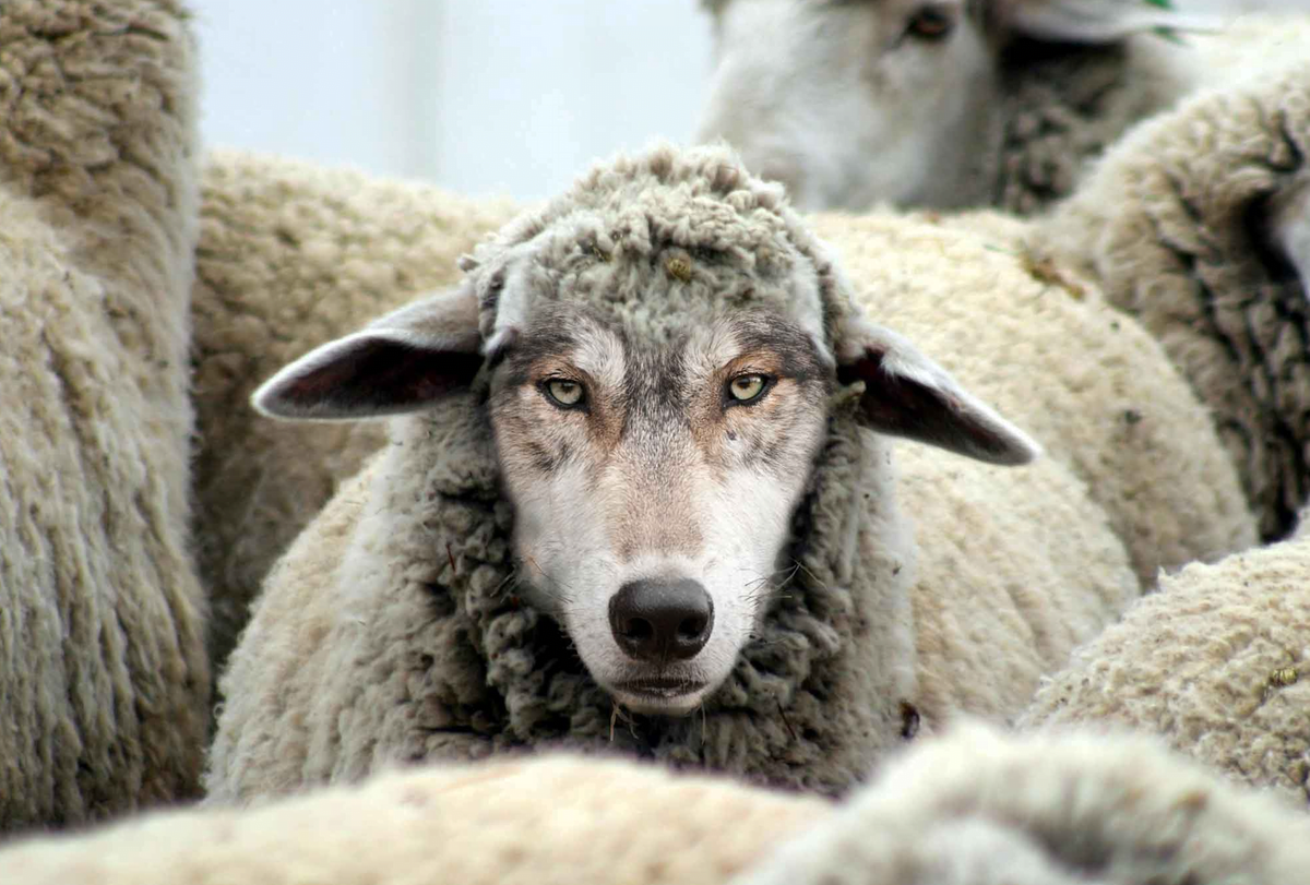 Яндекс.Картинки