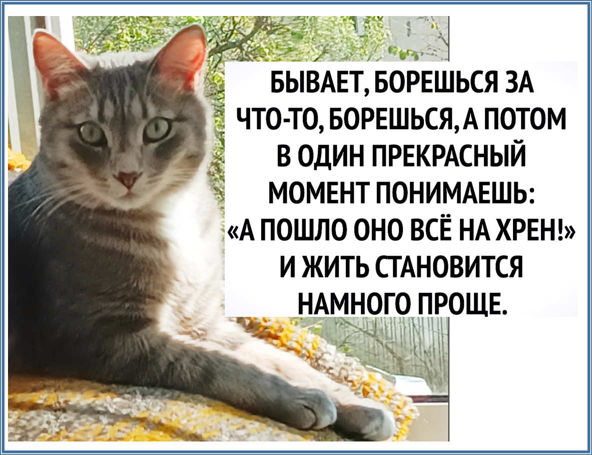 Десять +1 мемов с Кысиком - новый юмор и не только для моей рукодельной  группы | Мне интересно и мой жаккард | Дзен